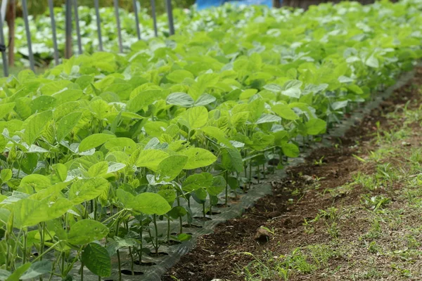 Bean plant — Stock Photo, Image