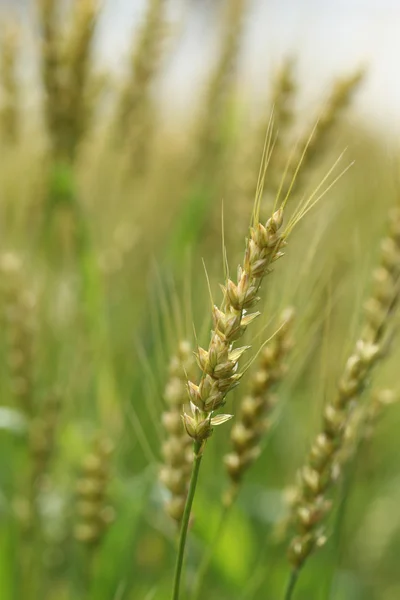 小麦在一个字段中 — 图库照片