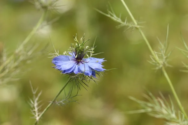 Mavi nigella damascena — Stok fotoğraf