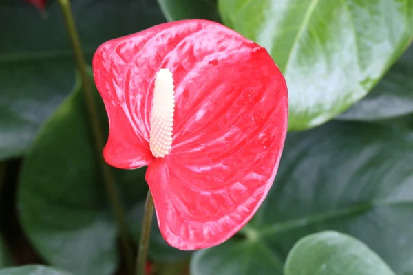 stock image Calla lily