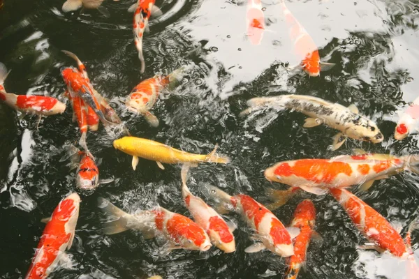 stock image Koi fish