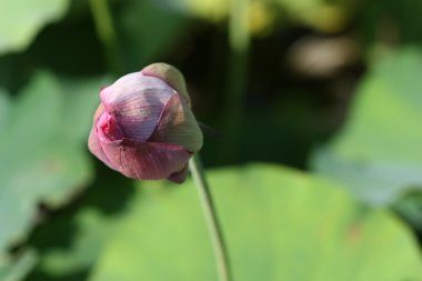 Lotus bud