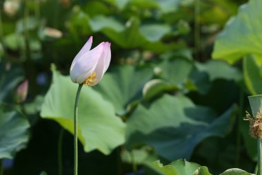 Lotus bud