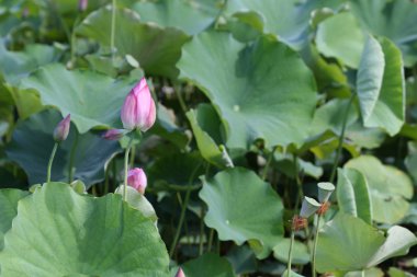 pembe lotus bud