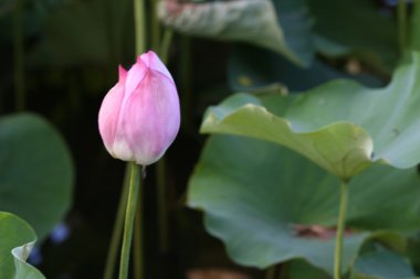 pembe lotus bud