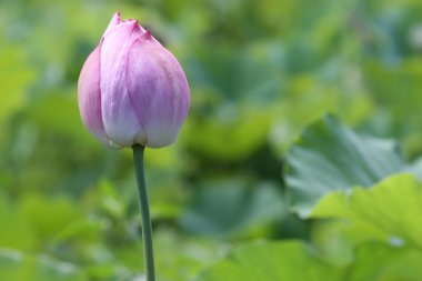 Lotus bud