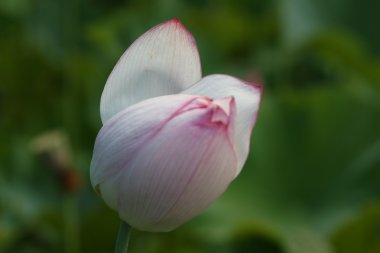 Lotus bud