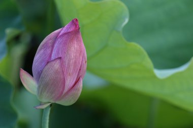 Lotus bud