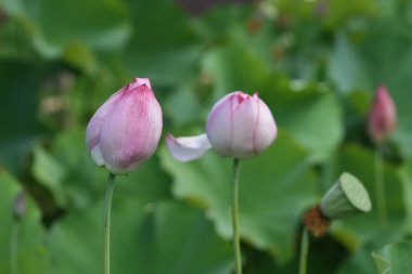 Lotus bud