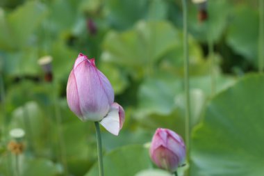 Lotus bud