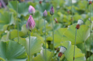 Lotus bud