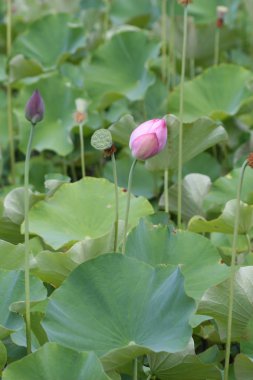 Lotus bud