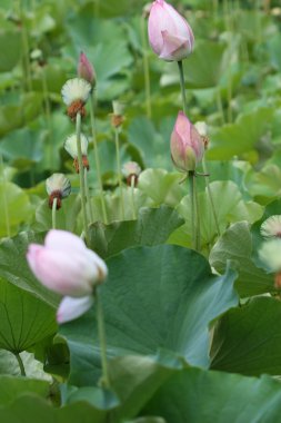 Lotus bud