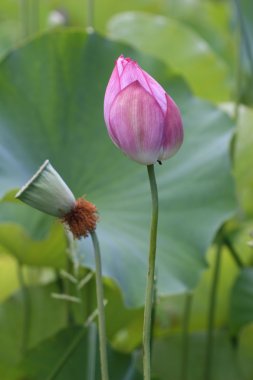 Lotus bud