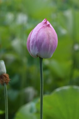 Lotus bud