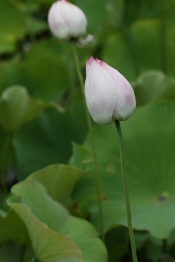 Lotus çiçeği.