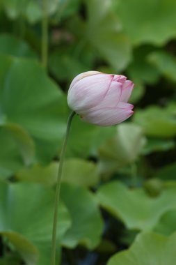 Lotus çiçeği.