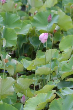 pembe lotus