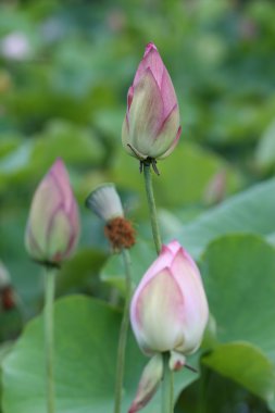 pembe lotus