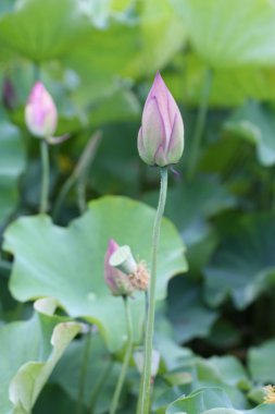 pembe lotus