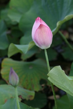 Lotus çiçeği.