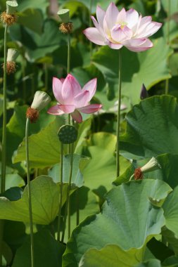 Lotus