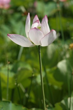 pembe lotus