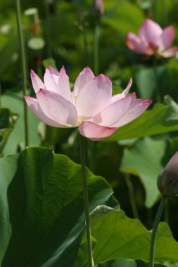 pembe lotus