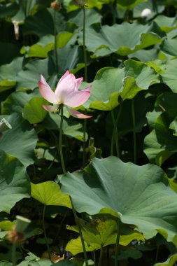 Lotus çiçeği.