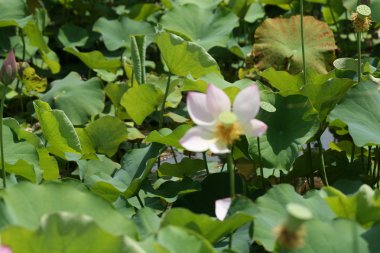 Lotus çiçeği.