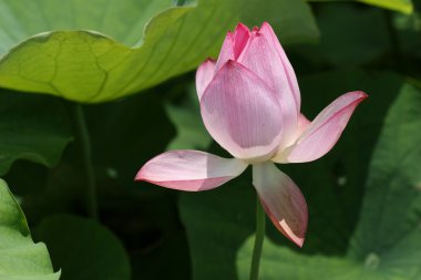 Lotus çiçeği.