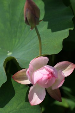 Lotus çiçeği.