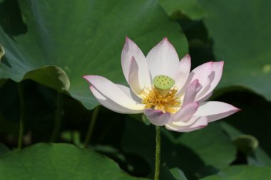 Lotus