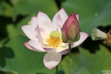 Lotus