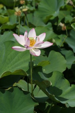 Lotus