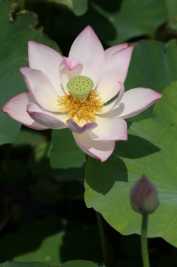 Lotus