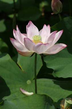 Lotus çiçeği.