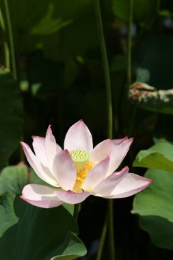 Lotus