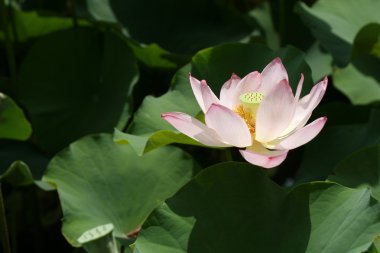 Lotus