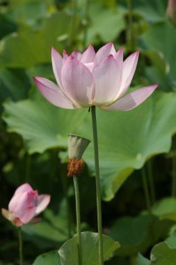 Lotus