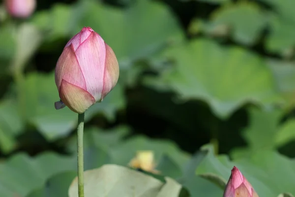 Lotus bud — Stock fotografie