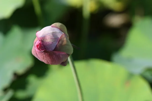 Lotus буд — стокове фото