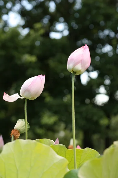 Roze lotus bud — Stockfoto