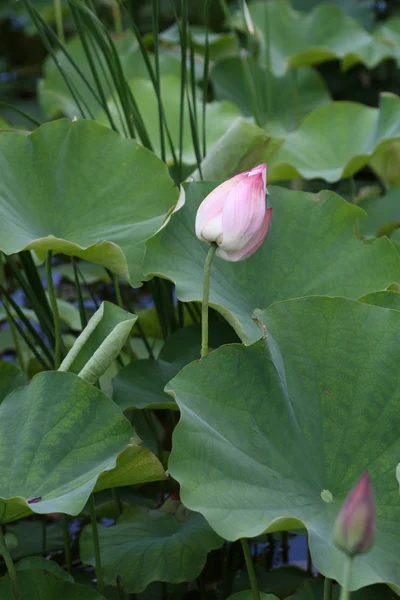 stock image Lotus flower