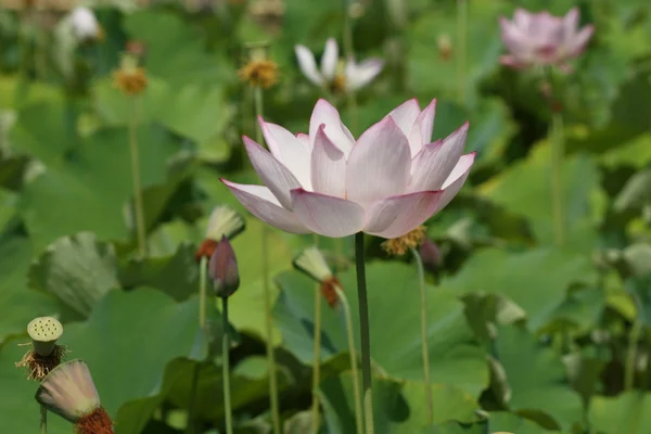 stock image Lotus