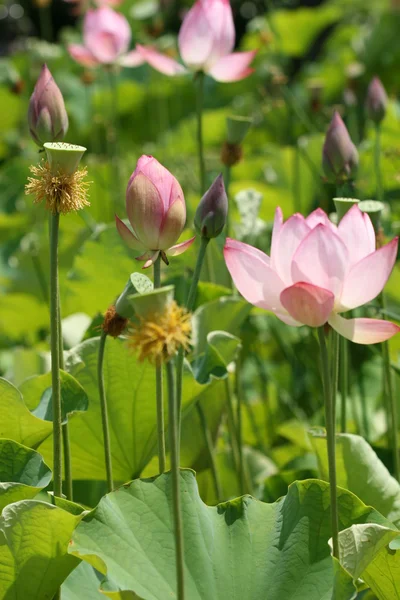 Stock image Lotus