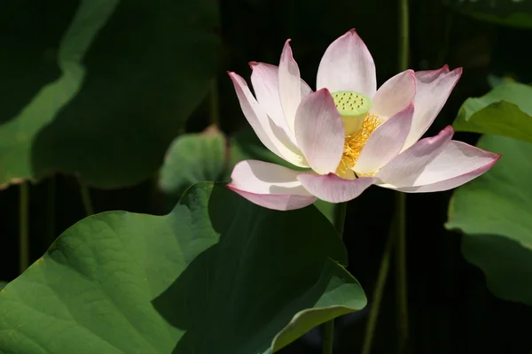 stock image Lotus