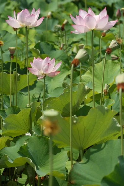 stock image Lotus