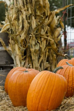 Time to pick your pumpking clipart