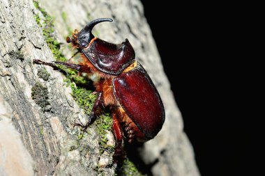 Taş, su - arka plan ile yeşil